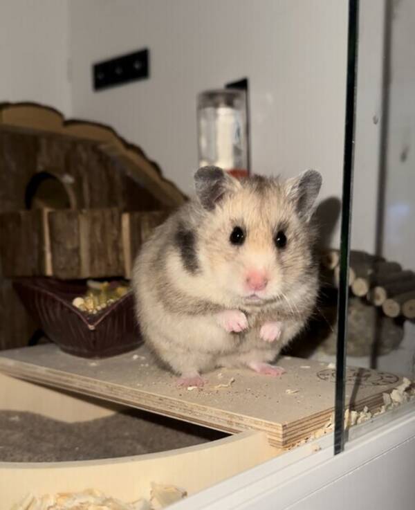 vrigt - Guldhamster