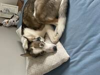 Husky  Husky