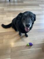 Charlie- blandingshund  Charlie- blandingshund