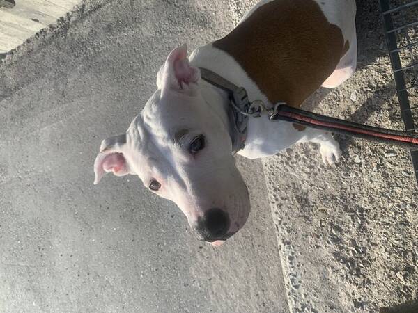 Hund - AMANI 