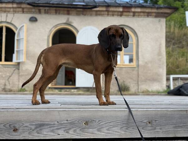 Hund - Bayerska viltspårhunden Tyra
