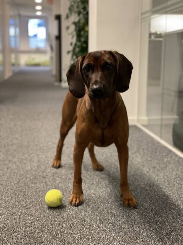 Hund - Bayerska viltspårhunden Tyra