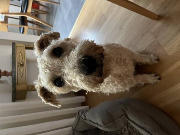 Hund - Svea