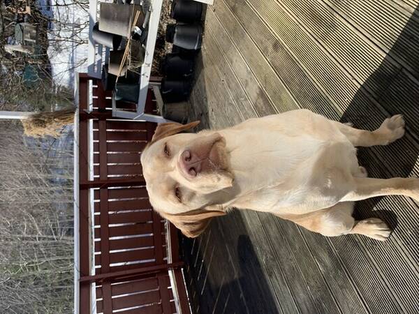 Hund - Herman labrador Hund - Herman labrador