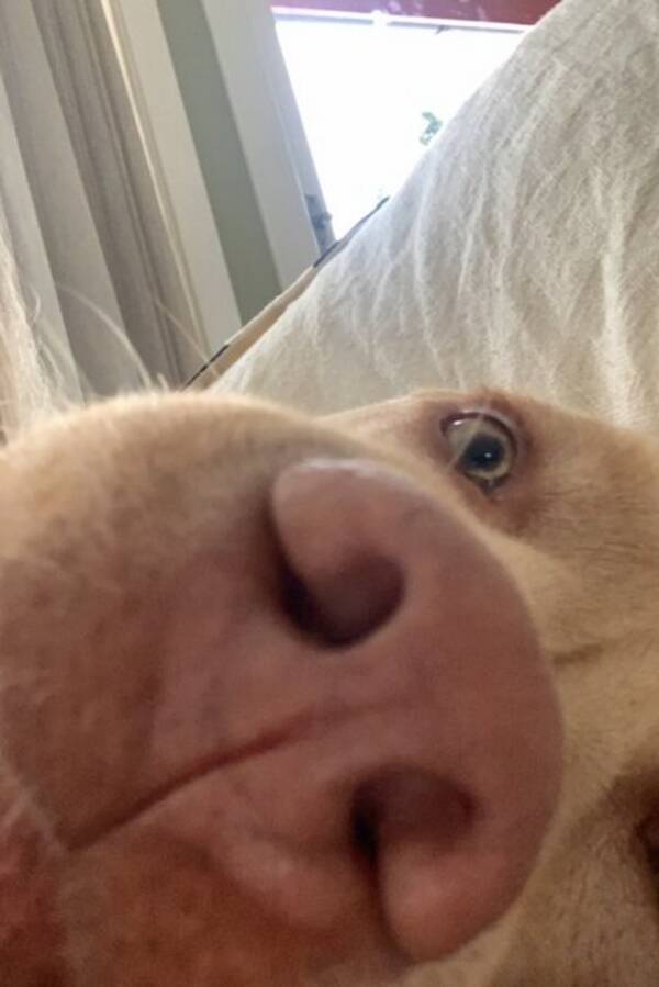 Hund - Herman labrador Hund - Herman labrador