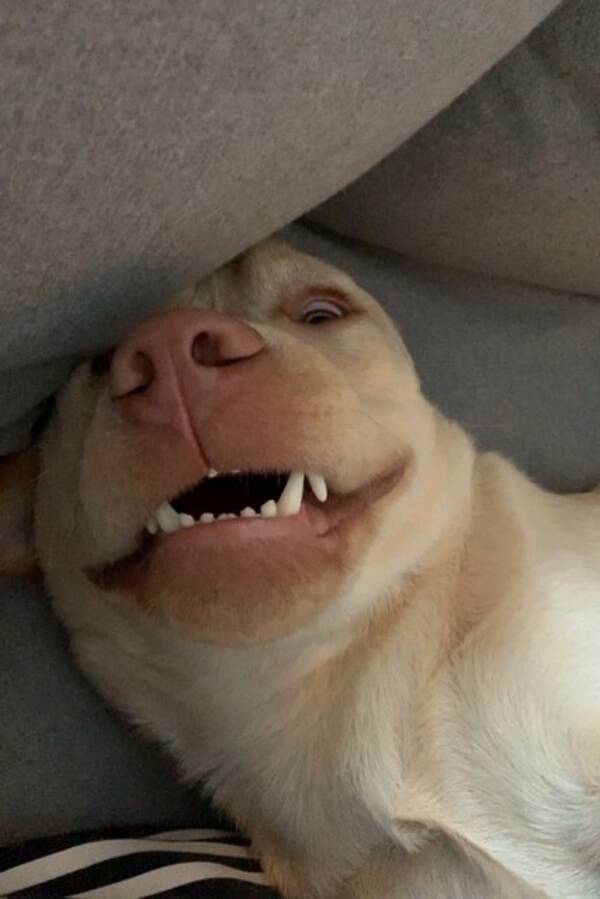 Hund - Herman labrador Hund - Herman labrador