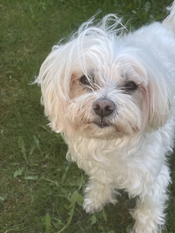 Hund - Malteser Hund - Malteser