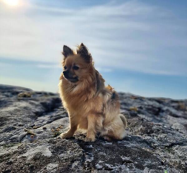 Hund - Pomchi Elvis