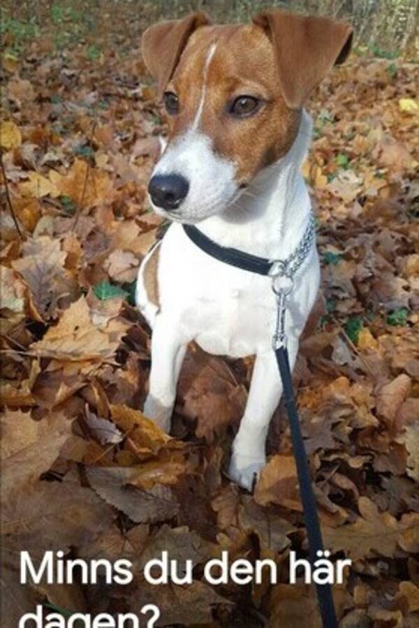 Hund - Jack Russell 