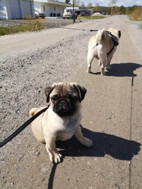 Hund