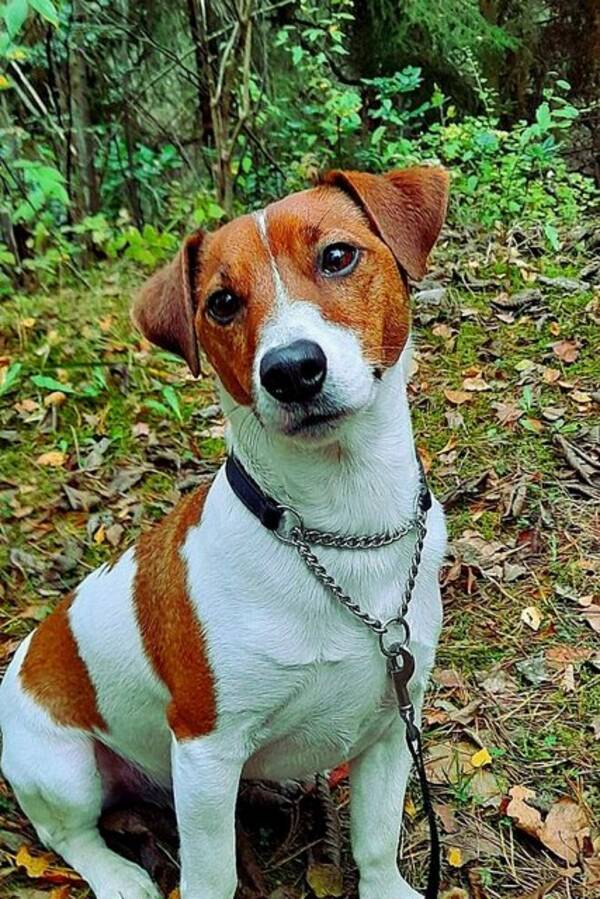 Hund - Jack Russell 