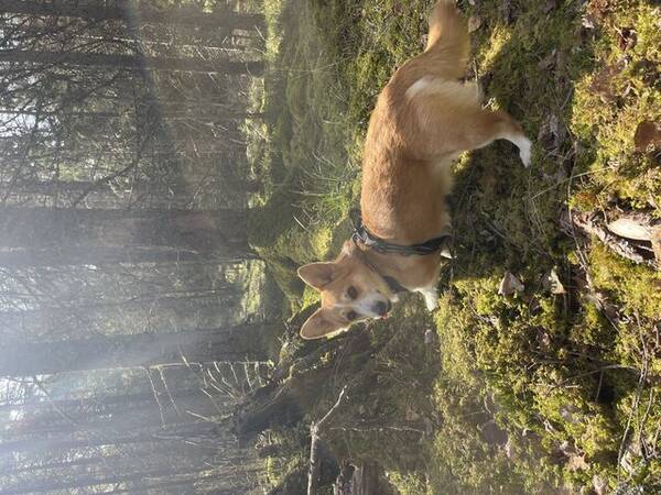 Hund