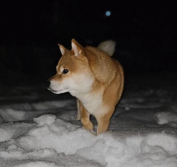 Hund - Shiba Inu