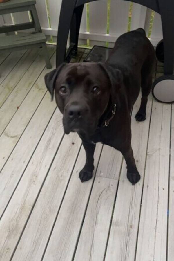 Hund - Labrador / engelsk bulldogg Zappa.