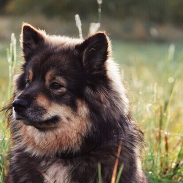 Hund - Finska lapphunden ?bebis?