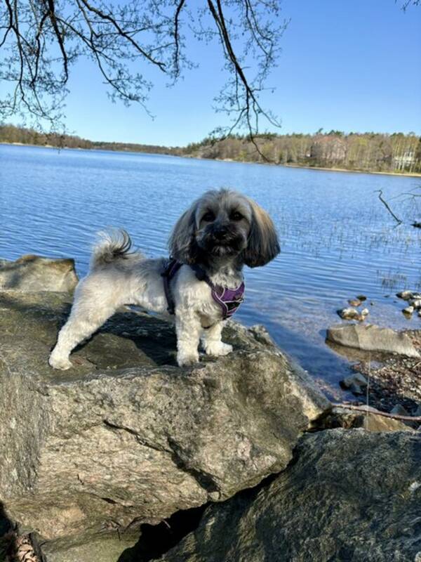 Hund - Havanaisen Freja