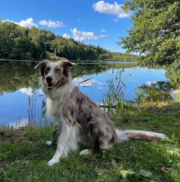 Hund - Australian Shepherd - Bailey