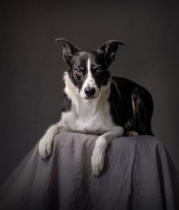 Hund - Border Collie