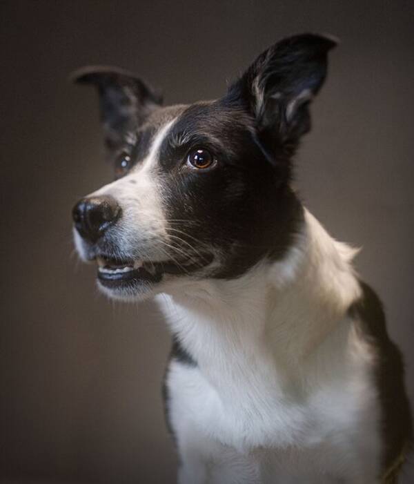 Hund - Border Collie