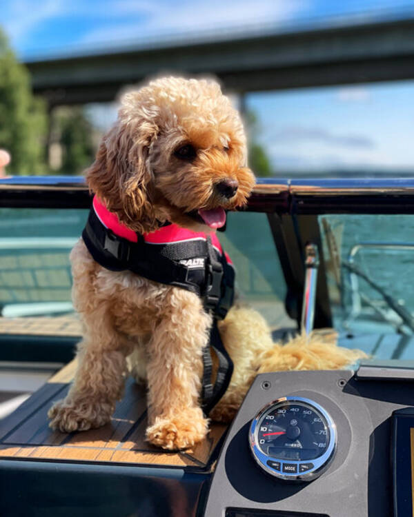 Hund - Dolly Cavapoo