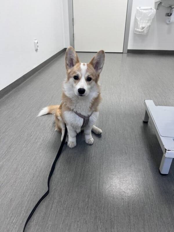 Hund - Welsh corgi pembroke