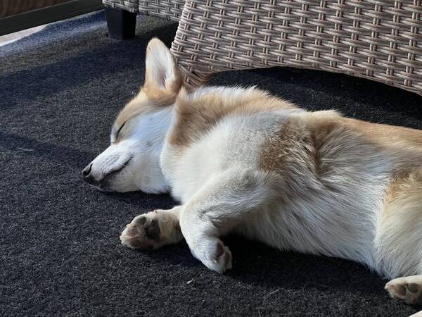 Hund - Welsh corgi pembroke