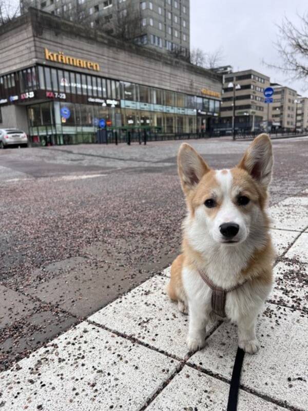 Hund - Welsh corgi pembroke