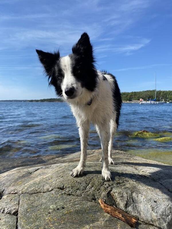 Hund - Bordercollien Pop