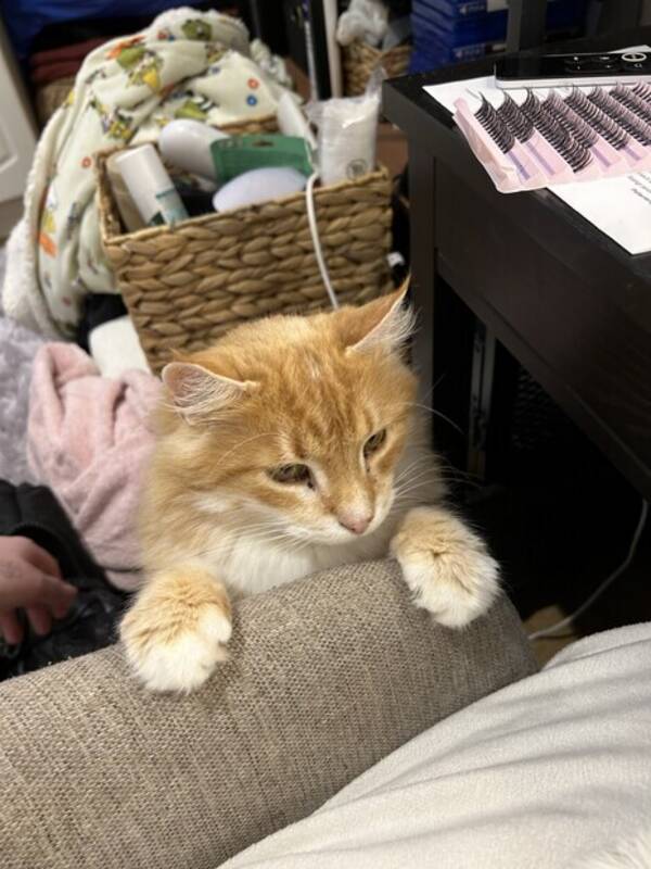 Katt - Katten Findus 