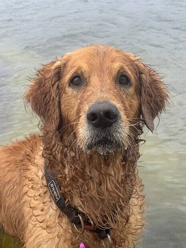 Hund - Golden retrievern Dalton