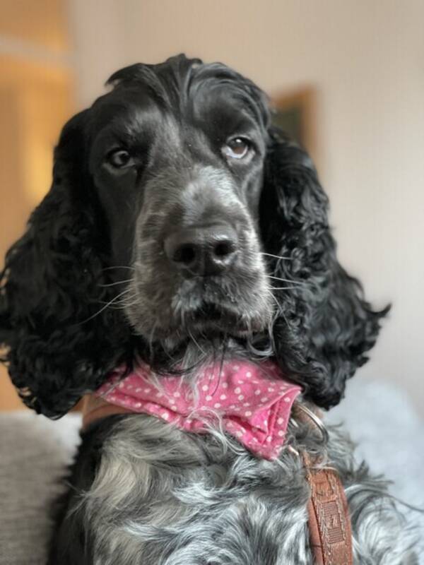 Hund - Coccerspaniel Doris 