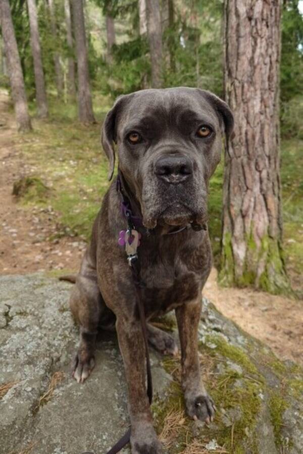 Hund - Cane Corso