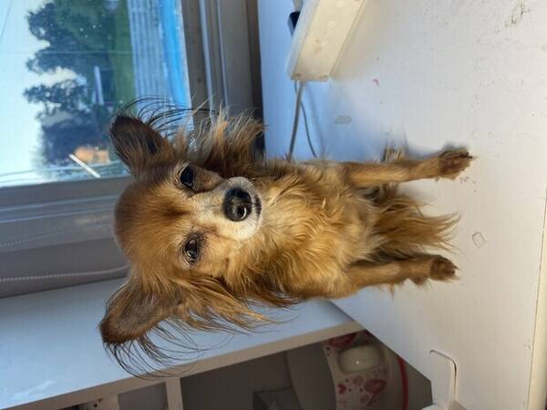 Hund - Rusky  Toyn Lollo