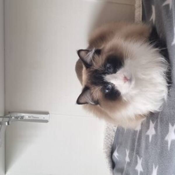 Katt - Ragdoll Bacchus 