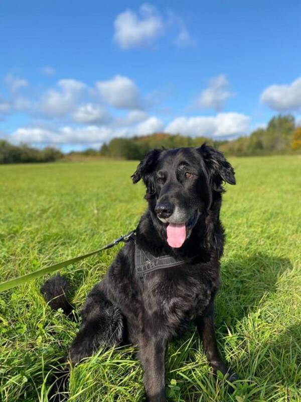 Hund - Blandrasen Dennis 