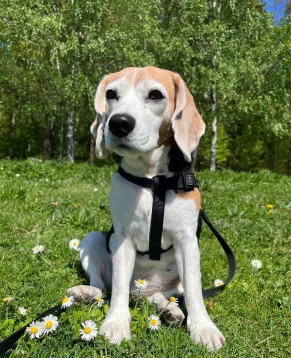 Hund - Beagle