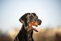 Dobermann Luna