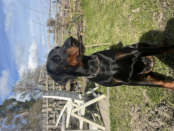 Hund - Dobermann Luna