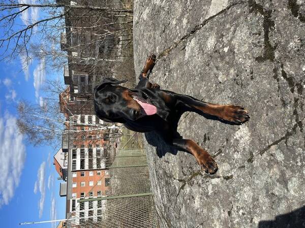 Hund - Dobermann Luna