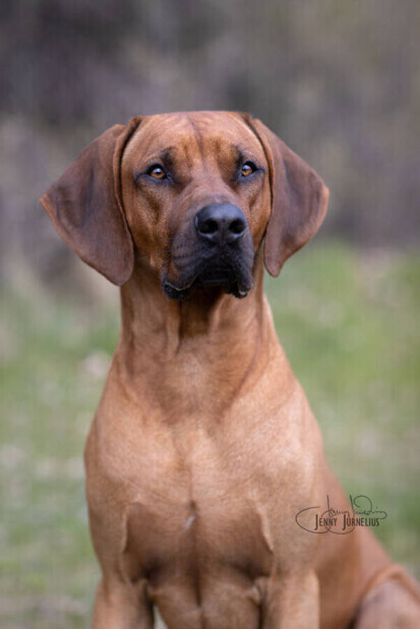 Hund - Ridgeback Biggie