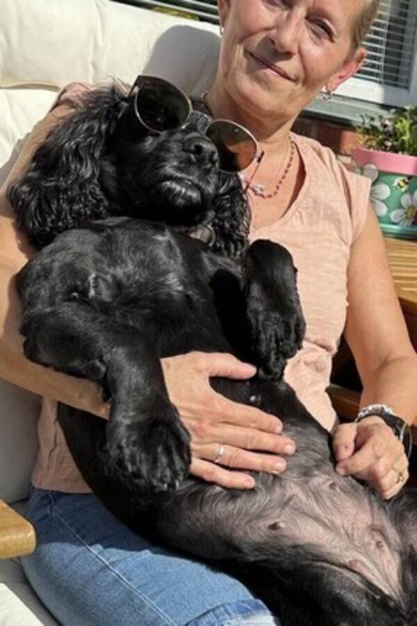 Hund - Astrid - den coola cockerspanieln!  Hund - Astrid - den coola cockerspanieln!