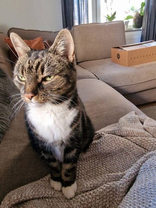 Katt - Lucy katt Manx (svansls ras)