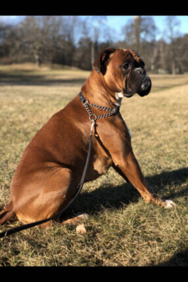 Hund - Boxern Doris 