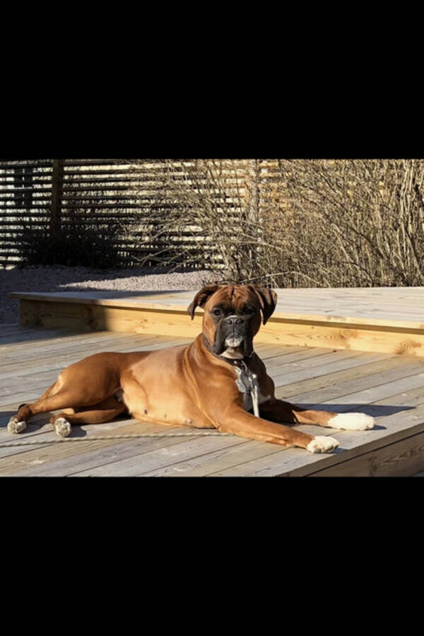 Hund - Boxern Doris 