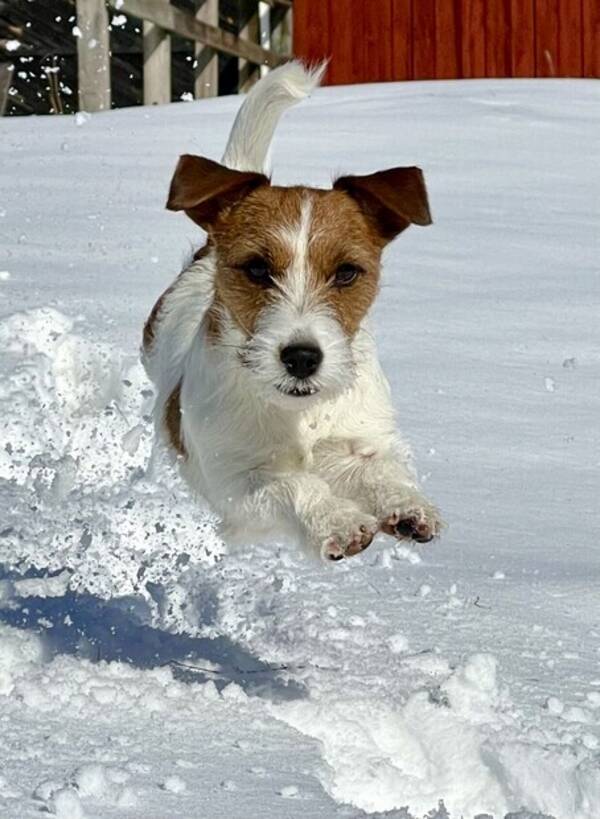 Hund - Jack Russeln Pixie