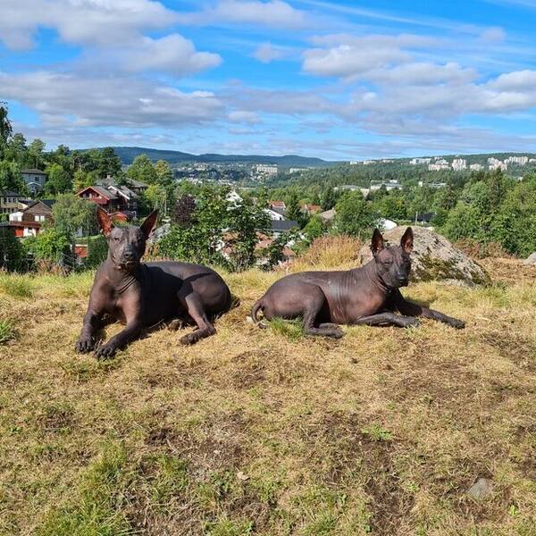 Hund - Xolo, to hann.... Hund - Xolo, to hann....