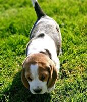 Dennis beagle Dennis beagle