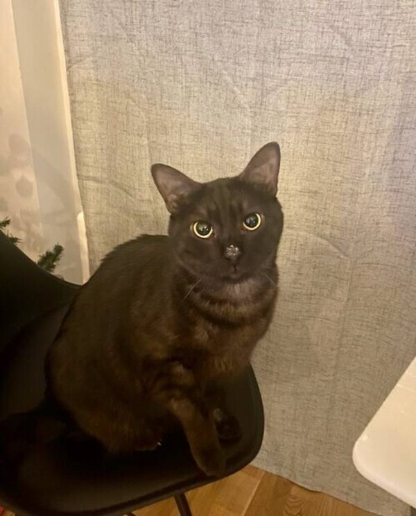 Katt - Bombay katt Katt - Bombay katt