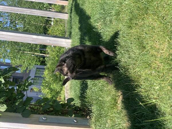 Katt - Bombay katt Katt - Bombay katt