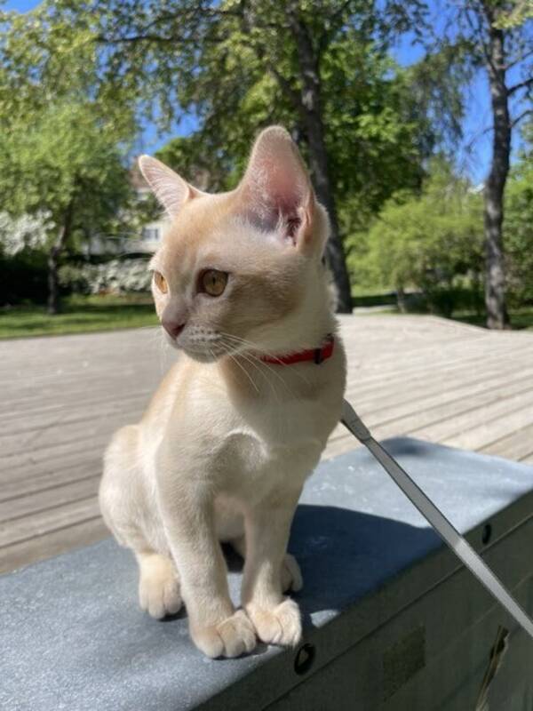 Katt - Katt (ras Burma) Katt - Katt (ras Burma)
